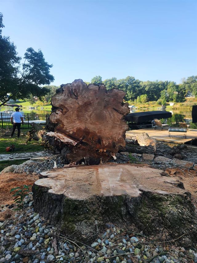Cross-section of the willow trunk