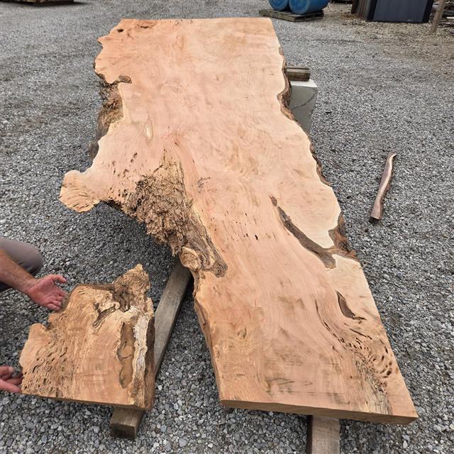 Willow marked 6 at the mill, showing a burl and a natural void through the centre