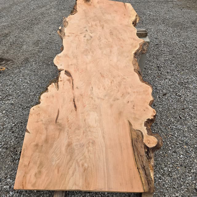 Willow marked 8 at the mill, chalk reading 38, 51 and 112 inches, burl figure across the whole face