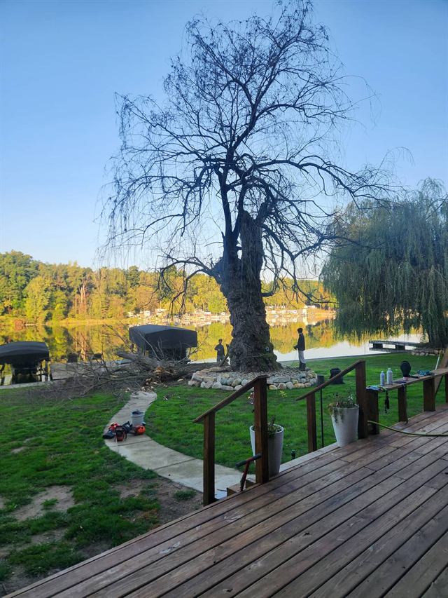 The bare willow before removal