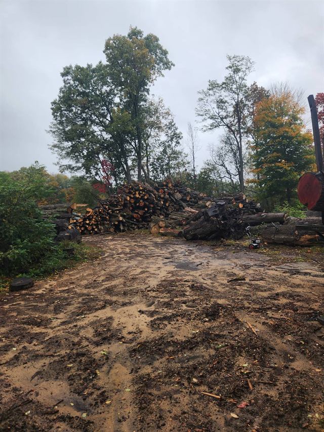 The felled willow