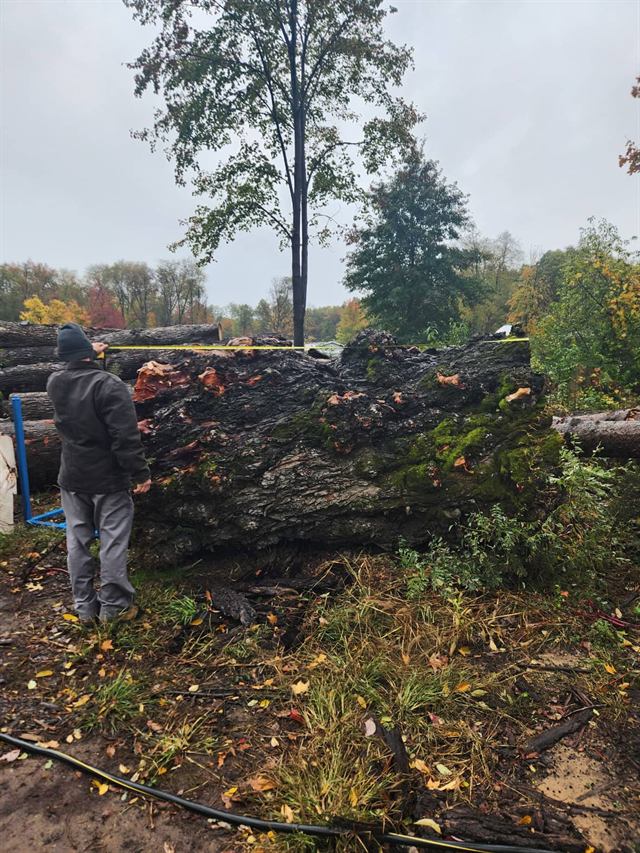 The willow trunk milled at Timber Hollow Sawmill