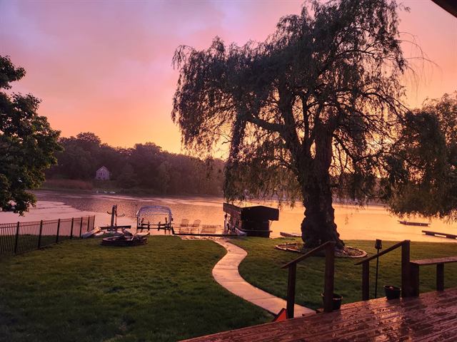 The willow in leaf at the lake